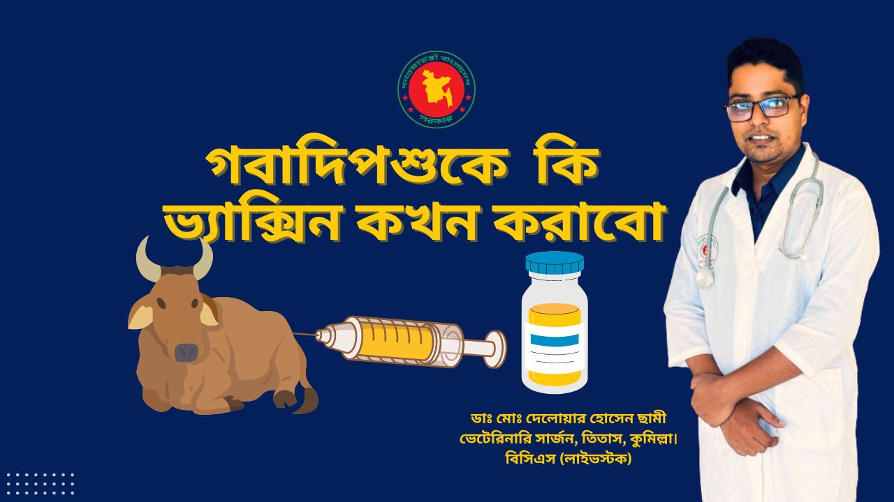 গবাদিপশুকে কখন কি ভ্যাক্সিন দিবো